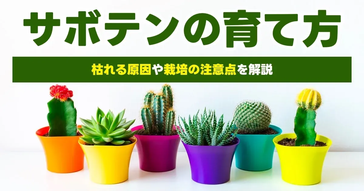サボテン 育て方 初心者：驚くほど簡単！水やり、置き場所、土選び…絶対に失敗しない育て方